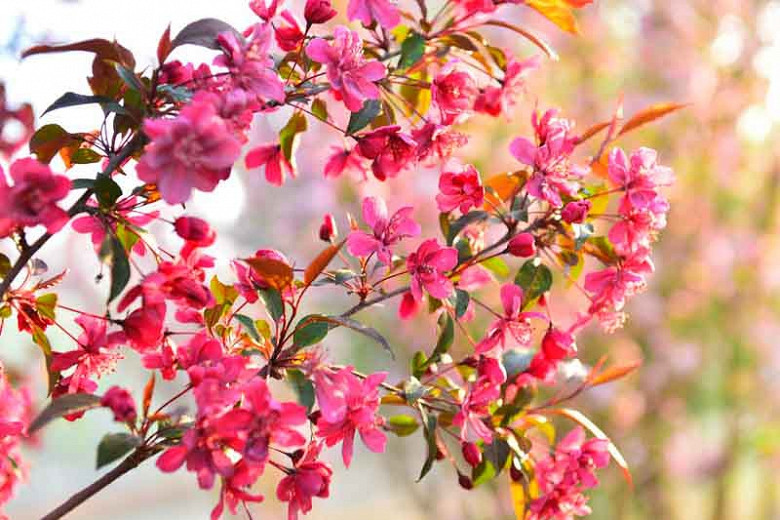 Best Flowering Crabapples for Pacific Northwest Region